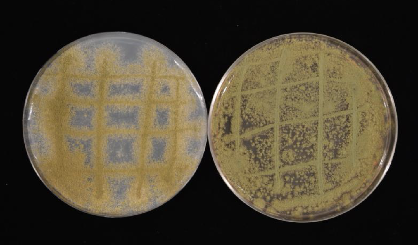 Nancy Keller Lab and ORNL Collaboration Make Fungi Discovery – Medical ...